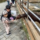 평강펜션 | 경기도 포천 가볼만한곳｜아기랑 마이애니멀스토리 in 평강랜드