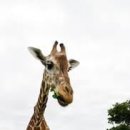 기린산소 이미지