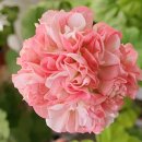 솔메이트 | [2년 전 오늘] 솔메이트 제라늄 분양 성장 후기