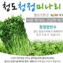 향긋한 청도미나리 50% 맛보기이벤트 이미지