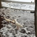 길갈농장 | 제주 가볼만한곳 길갈팜랜드 내돈내산 후기