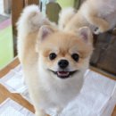 소문난 강아지 이미지