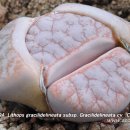 Lithops gracilidelineata subsp. Gracilidelineata cv `Cafe au Lait' 이미지