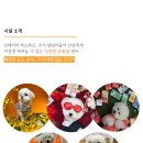 놀러오개 애견 유치원 애견 호텔 이미지