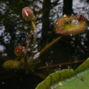 창녕 우포늪 가시연꽃, 대구수목원 빅토리아 연꽃 이미지