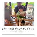 순창 앵무새팜 | 광주근교 가볼만한곳 순창앵무새팜 아이랑 방문 후기