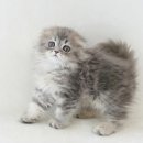 My Love Cat(마이러브캣) 이미지