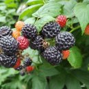 임마누엘 농장 이미지