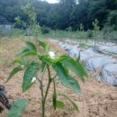 새만수농장 이미지