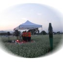 메밀꽃일다 이미지