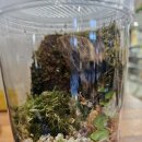 책상 위의 작은 정원, 테라리움 만들기 이미지