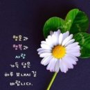 네잎클로버