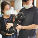 2020-3570000-07-00176 | 진해유기동물보호소 출신 반려개님들