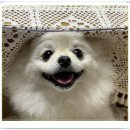 아이조아요양보호소 전남광주점 | 여수강아지보호소 인상깊었던 방문기