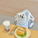 러스크서울병원 | 중랑구 베이글 맛집 베어글스 망우 방문 후기/애견실내동반카페