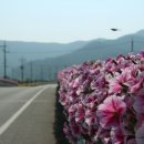 정동1교 이미지