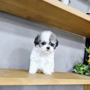 강아지분양 애견입양 아이러브독 인천점 이미지