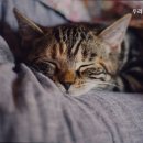 두리동물병원 이미지