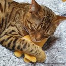 나도 고양이 생겼다 이미지