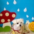 늘, 예쁘개 이미지