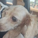 퍼스트 독 앤 캣 이미지