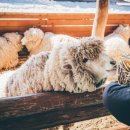 우리사슴목장 이미지