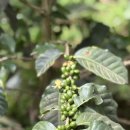 올리농장 이미지