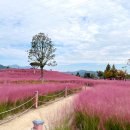 핑크애견 이미지