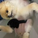 마요 펫 이미지