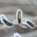 봄강아지 이미지