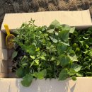 진주팜농약 이미지