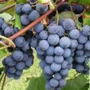 콩코드(Concord) 이미지