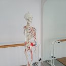 바른자세척추운동 | SNPE 바른자세 척추운동, 바른자세걷기 [SNPE 후기]