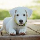 강아지꿈 이미지