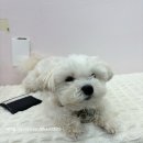 연이네일 | [신림] 신림네일 신대방역니일샵 “ 연이네일 ” 솔직후기