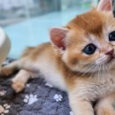 도그마루 강아지 고양이 양산화명점 이미지