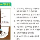 사과나무 심는방법(2중 접목묘) 이미지