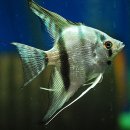 골든엔젤 이미지