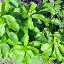 가은아자개시장 이미지