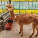 대관령 아기동물농장 이미지