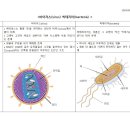 박테리아 바이러스 이미지