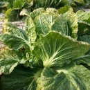 수지농장 이미지