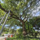 수완동 왕버들 이미지