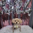 주견야DOG | 애견미용잘하는 남양주애견샵