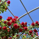 금강수변공원 숲바람장미원 | [세종 가볼만한 곳/금강수변공원] 세종 숲바람장미원 실시간 개화상황(2024.5.16 방문)