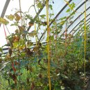 오이,참외, 복수박에 진딧물 습격 이미지