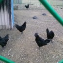 오계농장 이미지