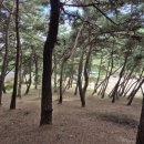 수림장 이미지