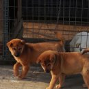 우리두리 이미지