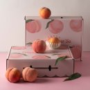 감곡농장 | [감곡햇사레복숭아] 선물로 추천드리는 황도, 백도, 딱딱이 복숭아 피치파머수